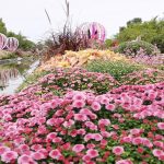 2025北京菊花文化节暨国际鲜花港金秋赏花游园会