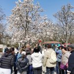 北京国际雕塑公园第二十三届玉兰赏花季盛大启幕